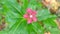 Top view of periwinkle flower, bloom flower swaying in the wind