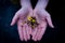 Top view of a person\'s hands holding a tiny part of a yellow flower
