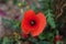 Top view photo of a poppy flower bud in full bloom. Background heavily out of focus