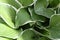 Top view  photograph Hosta bush with white edge water droplets