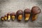 Top view of pine bolete (Boletus pinophilus) mushrooms collection arranged in row from small to big.