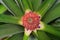 Top view of a pineapple inflorescence, Ananas comosus, in starting stage