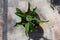 Top view Pineapple lily or Eucomis flowering plant with basal rosettes of leaves with stout stem covered in star shaped flowers