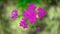 Top view pink Achillea flowers on a blurry background, background