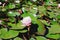 Top view of pink blooming lotus flower in summer pond with green leaves. Natural backgrounds.