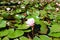 Top view of pink blooming lotus flower in summer pond with green leaves. Natural backgrounds.