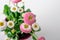 Top view of pink english daisy flowers in flowerpot on the table