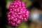 Top view of pink flowers on an Achillea Yarrow plant