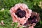 Top view of pink flowers of decorative poppy Papaver with a black Terry middle, the petals of which look like crumpled paper