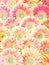 Top view of pink gerbera flowers that lie flat. Holiday concept, flat layout, spring, gardening, summer, background