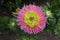 Top view of pink and lime flower of china aster