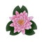 Top view of a pink lotus / Lilly flower with green leaves on a white background