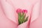 Top view of pink tulips wrapped in paper spiral swirls on pink background