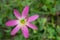 Top view of the Pink Zephyranthes Carinata flowers