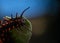 Top view of Pipevine Swallowtail caterpillar on a Dutchmans Pipe Vine