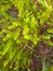 top view of plants euphorbia cypress in growth July in Ukraine