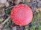 Top view of the poisons and inedible  Fly agaric mushroom