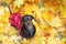 Top view  portrait of a dachshund dog, black and tan, in a red sweater stands on the ground full of fall autumn leaves