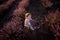 Top view portrait of little girl sitting in field among rows, collecting bouquet of purple lavender