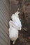 Top view, portrait of two white rabbits, lying on the ground