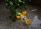 Top view of a pot of a green plant, lemons, a glass filled with water and ice on a kitchen table