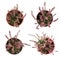 Top view of potted heathers with beautiful flowers on white background, collage