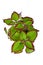 Top view of potted painted nettle \\\'Coleus Blumei Velvet\\\' plant