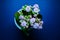 Top view of a potted purple Florist Kalanchoe plant on a blue table