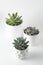 Top view of potted succulent plants set of three various types of Echeveria succulents