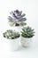 Top view of potted succulent plants set of three various types of Echeveria succulents