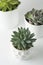 Top view of potted succulent plants set of three various types of Echeveria succulents