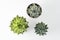 Top view of potted succulent plants set of three various types of Echeveria succulents