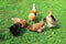 Top view of poultry chickens roosters walking on the lush green grass in the yard of the farm in the summer