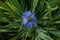 Top view of pretty blue nigella flower and surrounding foliage