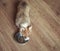 Top view of the puppy Corgi stands on the floor and licks an empty bowl