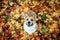 Top view of a  puppy dog red Corgi sitting in an autumn Park on the background of bright fallen colorful maple leaves and cute