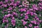 Top view of Purple bloom Lisianthus flowers on green leafs backg