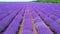 Top view purple lavender field near Dobrich, Bulgaria. Moving backwards