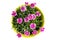 Top view of purple mini carnation dianthus in colorful flower pot