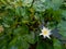 Top view of a Pygmy water-lily growing in a pond