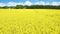 Top view, rapeseed and countryside with plants, flowers and sunshine with environment, Denmark and nature. Empty