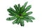 Top view of rare tropical foliage houseplant Birdâ€™s nest fern â€˜Cobraâ€™ or Cobra plant Asplenium nidus with pleated or wavy