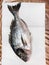 Top view of raw gilt-head bream on paper on table