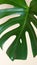 Top view of real Monstera Delicacy. Close-up of green fresh leaf on beige background, copy space. Home plant care concept, urban