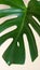 Top view of real Monstera Delicacy. Close-up of green fresh leaf on beige background, copy space. Home plant care concept, urban