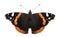 Top view of a Red Admiral butterfly, Vanessa atalanta