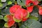 Top view of red flamingo Flowers in the garden