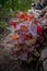 Top view of red orach plant in a garden