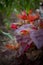 Top view of red orach plant in a garden