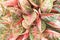 Top view red or pink line leaves with green patterns blooming in garden ,  colorful  nature aglaonema ornamental texture